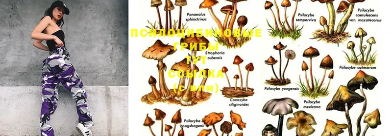 Псилоцибиновые грибы Psilocybe  Бирюч 